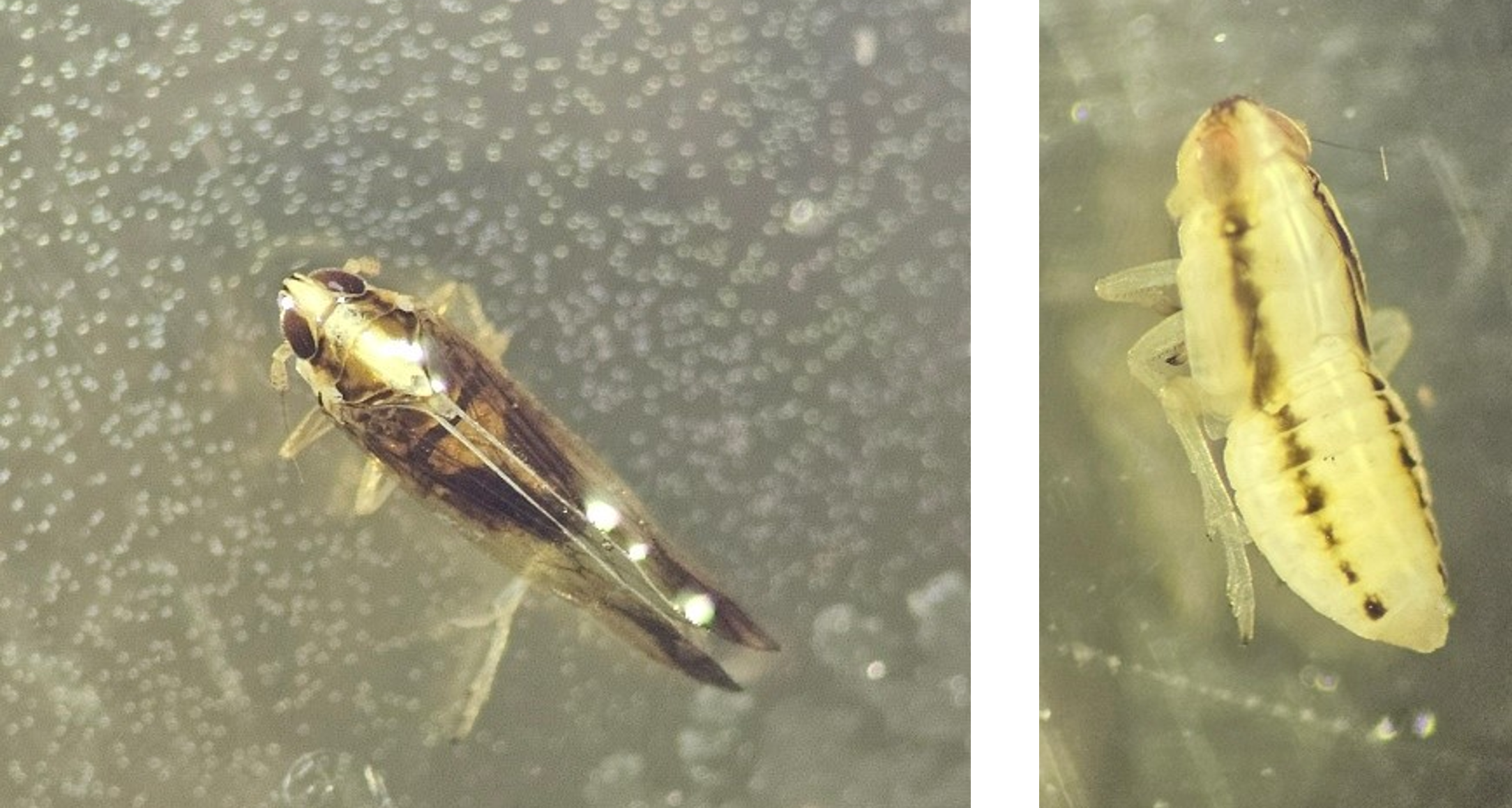 Rice Delphacid Detected in Louisiana for the First Time in >70 years